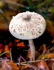 Blusher. Wild mushroom in the forest