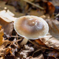 mushrooms in the forest waxy texture.