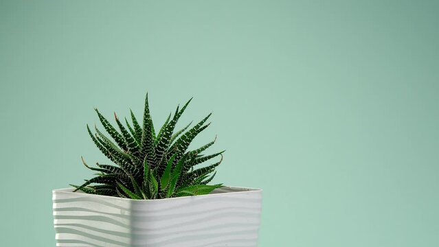 Incredible Haworthia fasciata, succulent in a white square pot spinning on a blue borderless background. Blue cyclorama. Copy space.