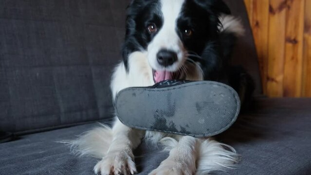 Naughty playful puppy dog border collie after mischief biting slipper lying on couch at home. Guilty dog and destroyed living room. Damage messy home and puppy with funny guilty look