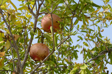 Pianta di melograno con il frutto melagrana appesi sui rami