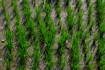 Rice terraces, rice sprouts. Palm trees, jungle. Blossoming life. Bali.