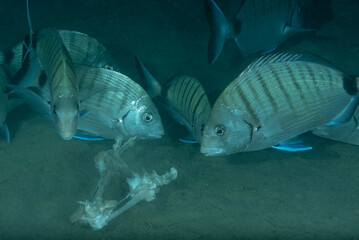 Gruppo di saraghi maggiori, Diplodus sargus, che si nutrono di resti di un uccello
