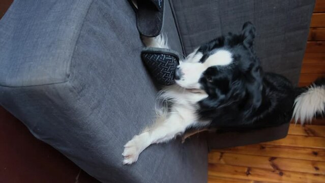 Naughty playful puppy dog border collie after mischief biting slipper lying on couch at home. Guilty dog and destroyed living room. Damage messy home and puppy with funny guilty look
