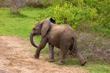 a baby elephant walks free in the forest of an African reserve in Tanzania. Close up