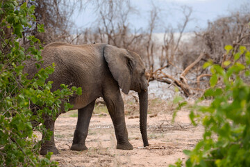 Fototapeta na wymiar baby elephant on the loose in the forest among thickets of dry trees in the national park of Tanzania. Blue sky, lake, bushes