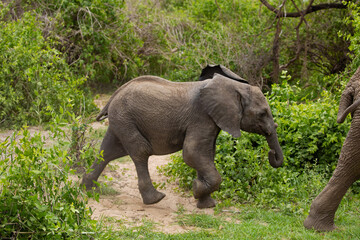 a baby elephant running after mother in the forest of an African reserve in Tanzania. Close up