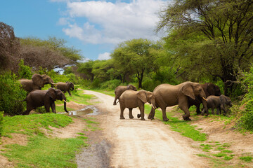 Naklejka na ściany i meble a small herd of elephants with small babys of elephant very close in detail in a national reserve in Tanzania crossing the road
