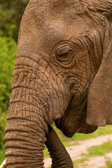 Fototapeta premium large detailed portrait of a wild elephant living in freedom. The eye and eyelashes are clearly visible close up elephants skin texture