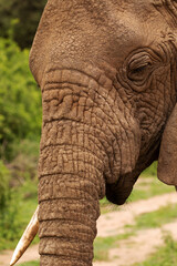 large detailed portrait of a wild elephant living in freedom. The eye and eyelashes are clearly visible close up elephants skin texture