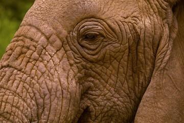 large detailed portrait of a wild elephant living in freedom. The eye and eyelashes are clearly visible close up elephants skin texture