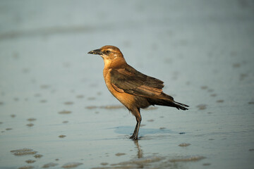 Female boat tailed grackle on the beach searching for food in Myrtle Beach South Carolina