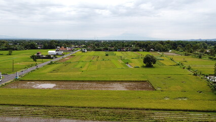 tree in the middle of rice field aerial view