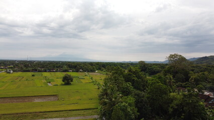 tree in the middle of rice field aerial view