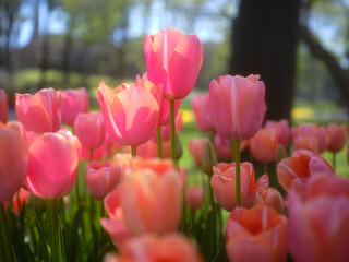 tulips in a park in tukey