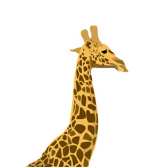 Obraz premium giraffe isolated on white
