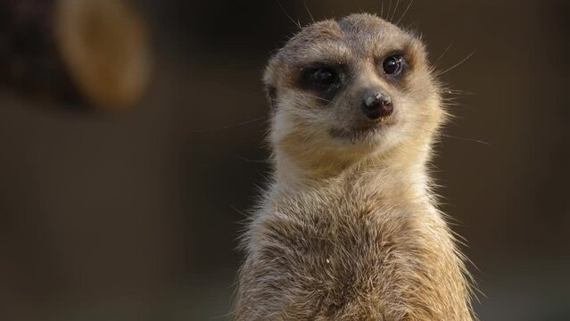 Close up of meerkat looking around	