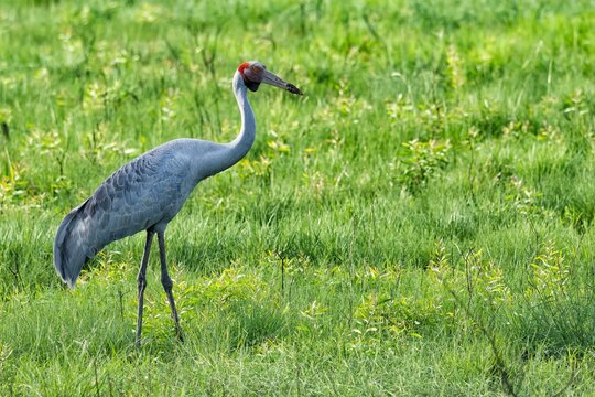 Gray brolga (Grus rubicunda) in a field on the blurred background