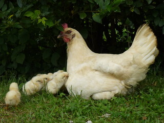 Poule de Bresse et ses poussins