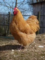 Coq Orpington