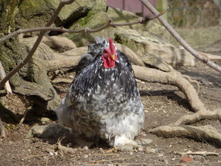 Poule Coq Bantam de Pékin