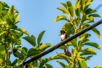 Bird on Power Line