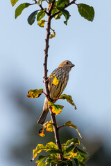 Bird on tree branch