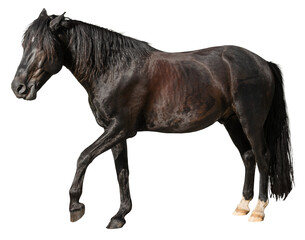 Beautiful brown horse on white background