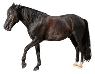 Beautiful brown horse on white background