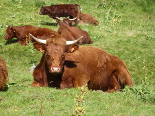 Vaches Salers en Auvergne