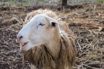 Obraz premium sheep lamb in a farm in florida orlando 