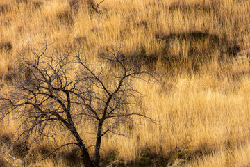 Black silhouette of tree on a background of yellow grass. Dry tree in the savannah. Landscape with dry grass field in sunlight.