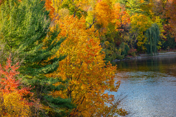 Obraz premium vibrant colors of October. wide panoramic view of a beautiful serenity yellow-orange autumn morning park with lush trees reflected in the river water. picturesque fall landscape