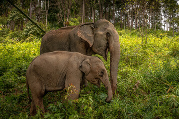 Obraz premium Elephants of Chiang Mai