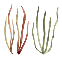 Watercolor illustration of wavy water plants isolated on white background