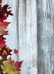 Naklejka na ściany i meble Autumn maple and oak leaves over white rustic wood background