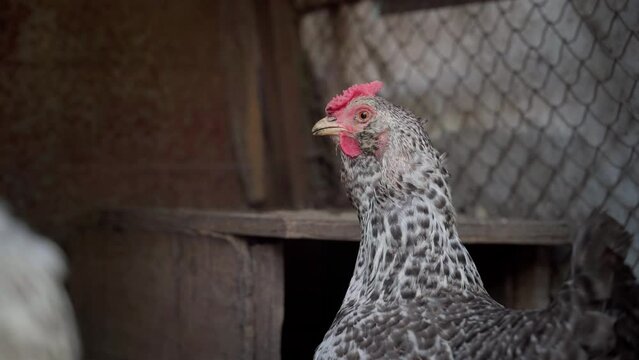 Spotted hens breathing deeply with open beak close-up