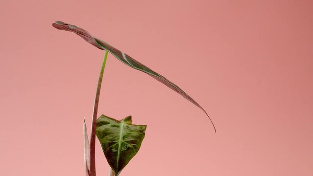 Incredible Alocasia Polly, Alocasia bambini, flower in a white round pot spinning on a pink borderless background. Pink cyclorama. Copy space.