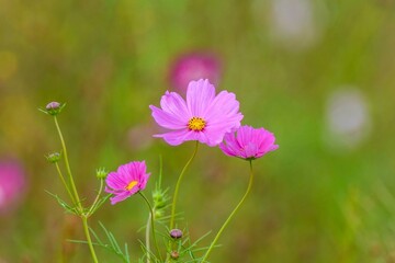 Fototapeta premium ひっそりと咲く満開のピンクのコスモス