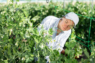 Experienced positive female gardener working in greenhouse, checking young pea plants
