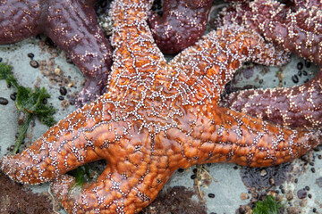 Sea Star Vancouver Island Tofino British Columbia Canada