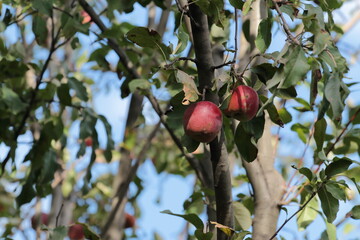 apples on a tree