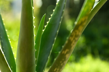 Closeup view of beautiful aloe vera plant outdoors on sunny day