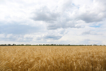 Fototapeta na wymiar Beautiful view of agricultural field with ripe wheat spikes on cloudy day