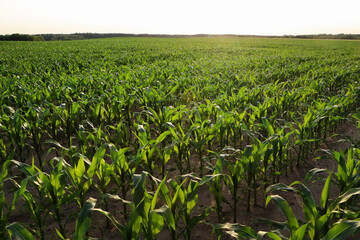 Beautiful agricultural field with green corn plants on sunny day