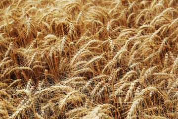 Beautiful view of agricultural field with ripe wheat spikes