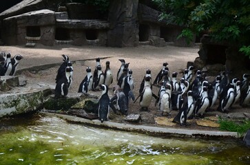 Fototapeta premium Colony of penguins near pool in zoo enclosure
