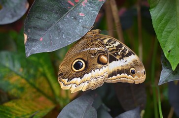 Beautiful yellow-edged giant owl butterfly on plant outdoors, closeup