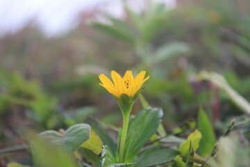 Beautiful Blooming Flowers