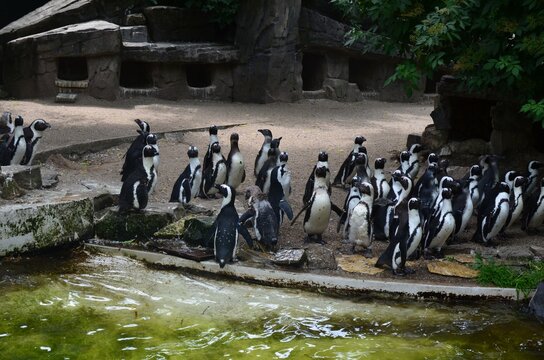 Colony Of Penguins Near Pool In Zoo Enclosure